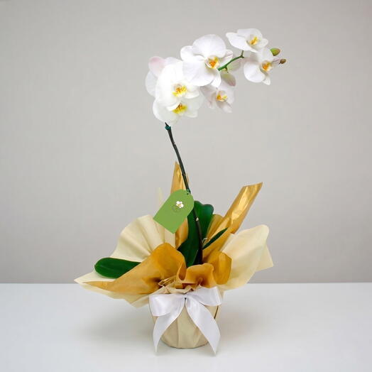 Orquidea plantada