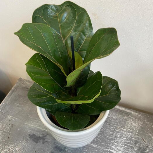 Ficus Lyrata em cerâmica