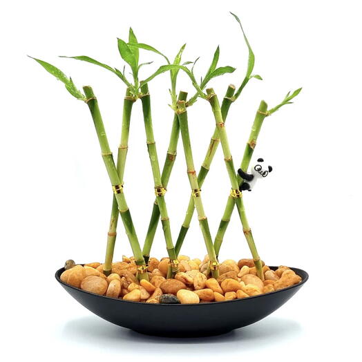 Vaso Canoa com Panda e 8 Hastes de Bambu da Sorte