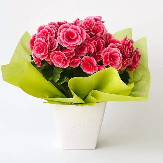 Begonia Plantada Para Presente