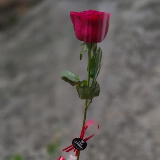 Rosa Unitaria