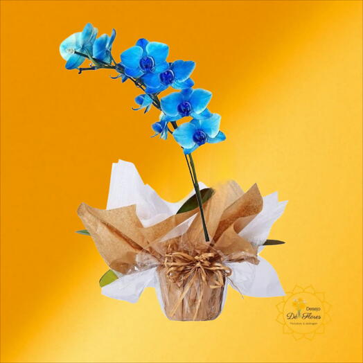 Orquidea Blue Love - 🌷 DIA DAS MÃES