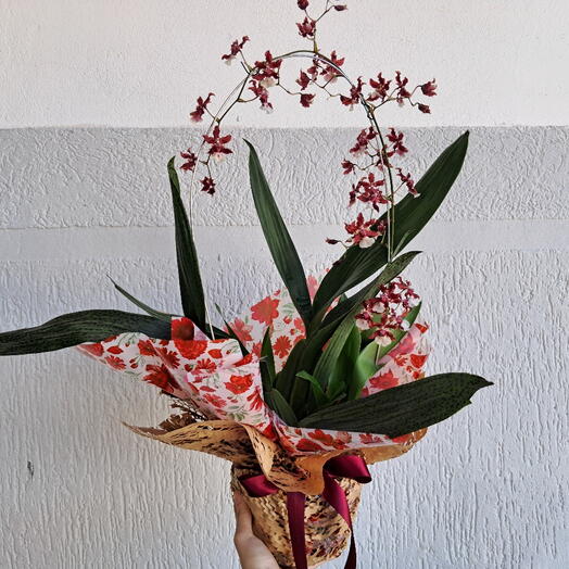 Flor Orquidea Chocolate