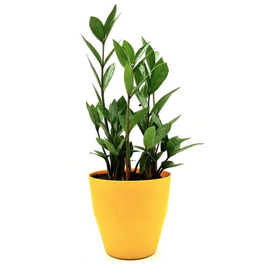 Cachepot com Planta Zamioculca (Amarelo)