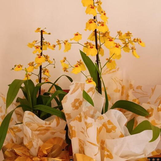 Orquidea Chuva de Ouro