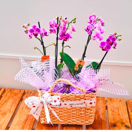 Cesta Vime com 2 Mini Orquideas Phalaenopsis