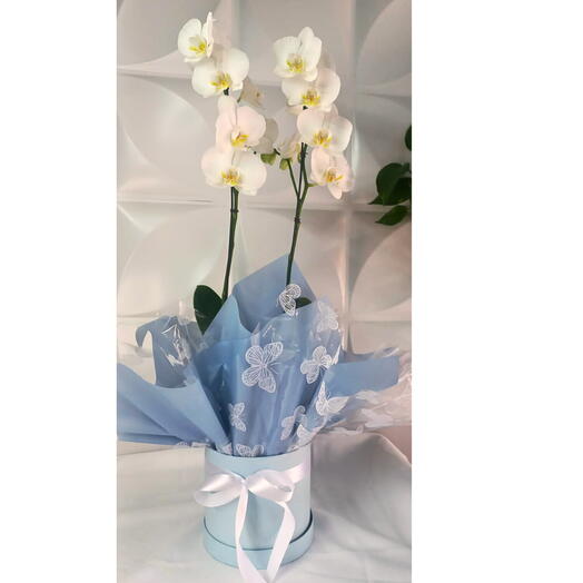 Orquidea Branca Especial de 2 Hastes na Box Personalizada