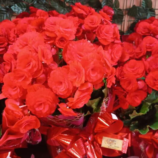 Begonia