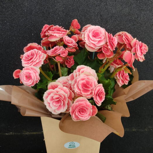 Flores Begonia