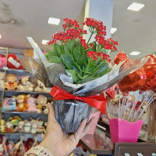 Mini Kalanchoê Vermelha