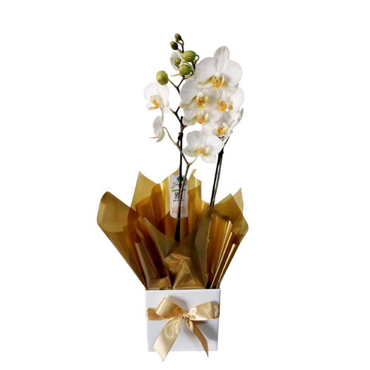 Mini orquidea branca