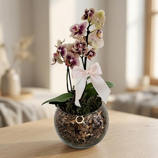 Mini Orquidea Goiaba