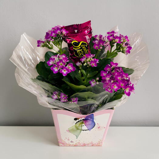 Flores em caixa Kalandiva