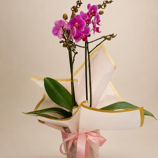 Orquidea Phalaenopsis 2 Hastes