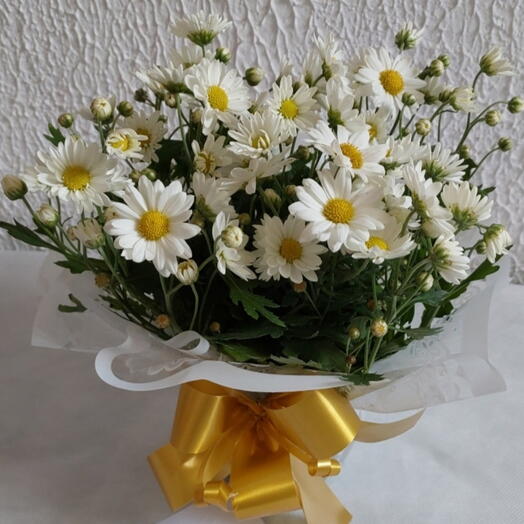 Mine margarida Branca  plantada