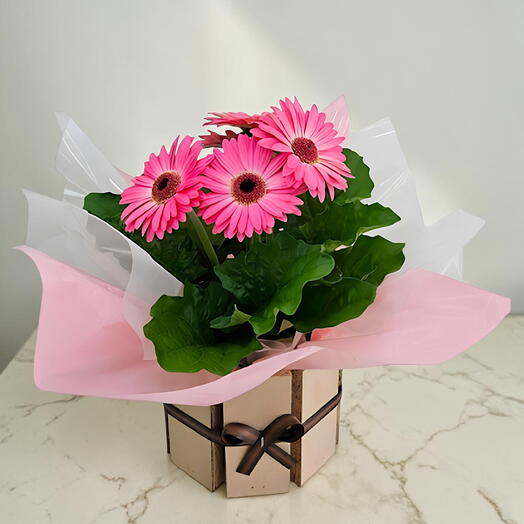 Gerbera Cor Pink Plantada