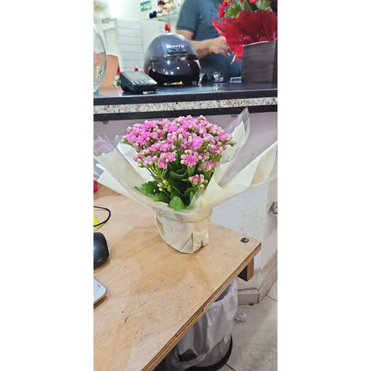 Kalanchoe