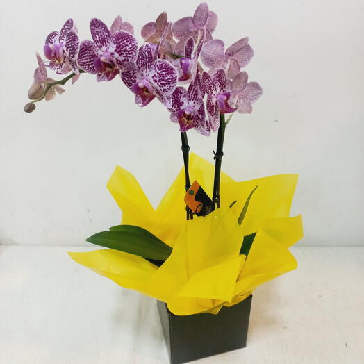 Mini Orquidea Phalenopolis Cachepo de Papelão