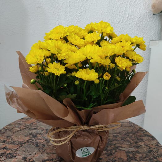 Margarida