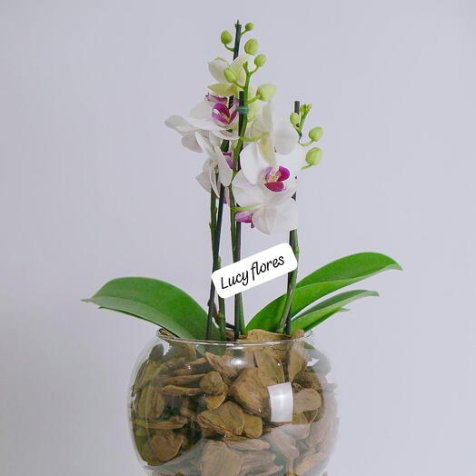 Mini Orquidea Branca