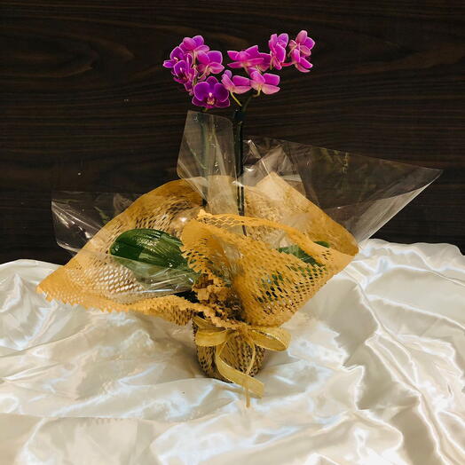 Mini orquidea lilas