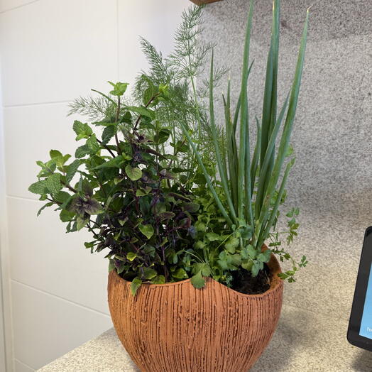 Horta no Vaso