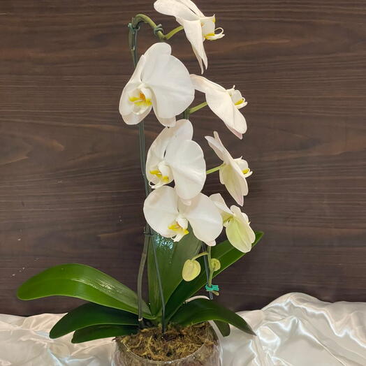 Orquidea cascata em vaso de vidro
