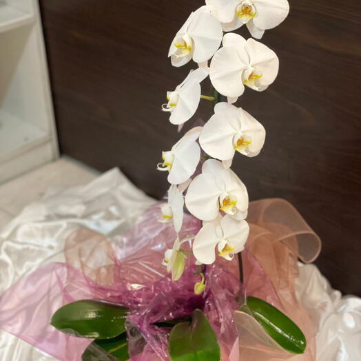 Orquidea cascata rendada