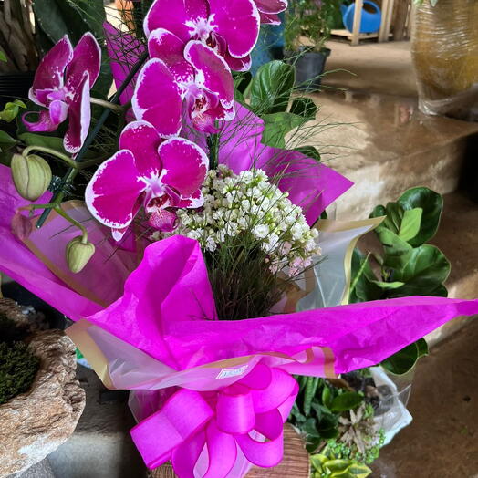 Arranjo com 2 Vasos (Orquidea e Flor da Fortuna)